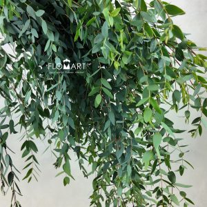 Eucalyptus Parvifolia