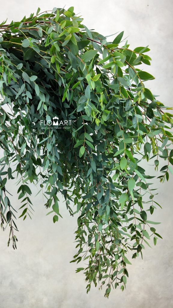Eucalyptus Parvifolia
