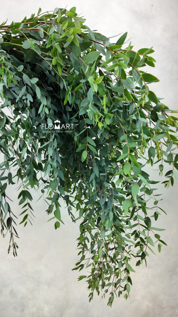 Eucalyptus Parvifolia Eucalyptus Parvifolia