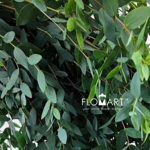 Eucalyptus Parvifolia - Image 2