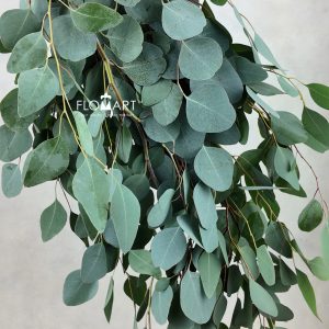 Eucalyptus Populus