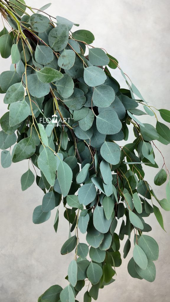 Eucalyptus Populus