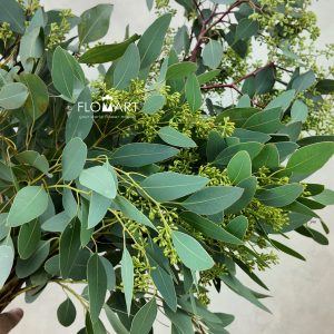 Eucalyptus Populus Grain