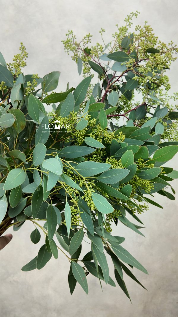 Eucalyptus Populus Grain