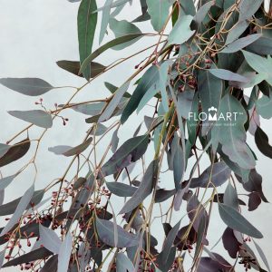 Eucalyptus Populus Grain Paint Red
