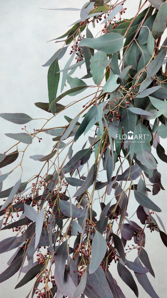 Eucalyptus Populus Grain Paint Red