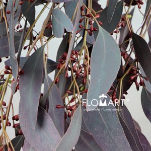 Eucalyptus Populus Grain Paint Red - Image 2