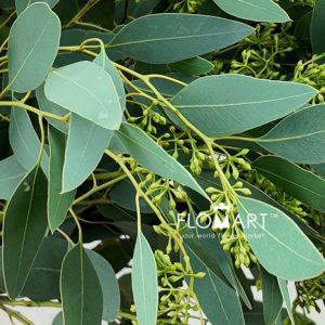 Eucalyptus Populus Grain - Image 2