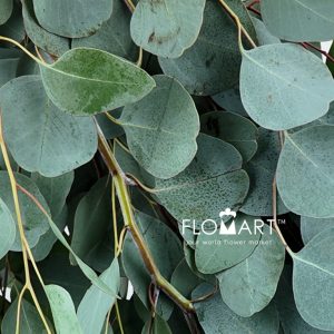 Eucalyptus Populus - Image 2