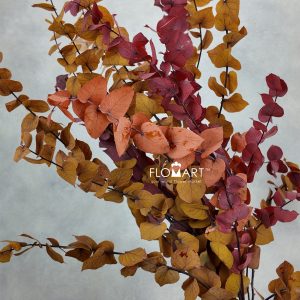 Eucalyptus Preserved Stuartiana Stabilizzato Autumn