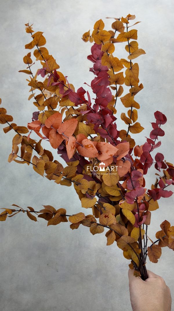 Eucalyptus Preserved Stuartiana Stabilizzato Autumn