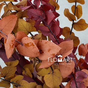 Eucalyptus Preserved Stuartiana Stabilizzato Autumn - Image 2