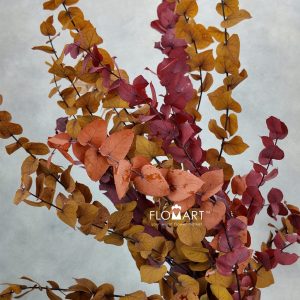 Eucalyptus Preserved Stuartiana Stabilizzato Autumn - Image 1