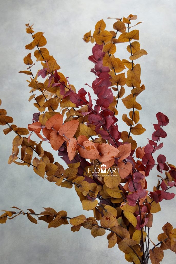 Eucalyptus Preserved Stuartiana Stabilizzato Autumn