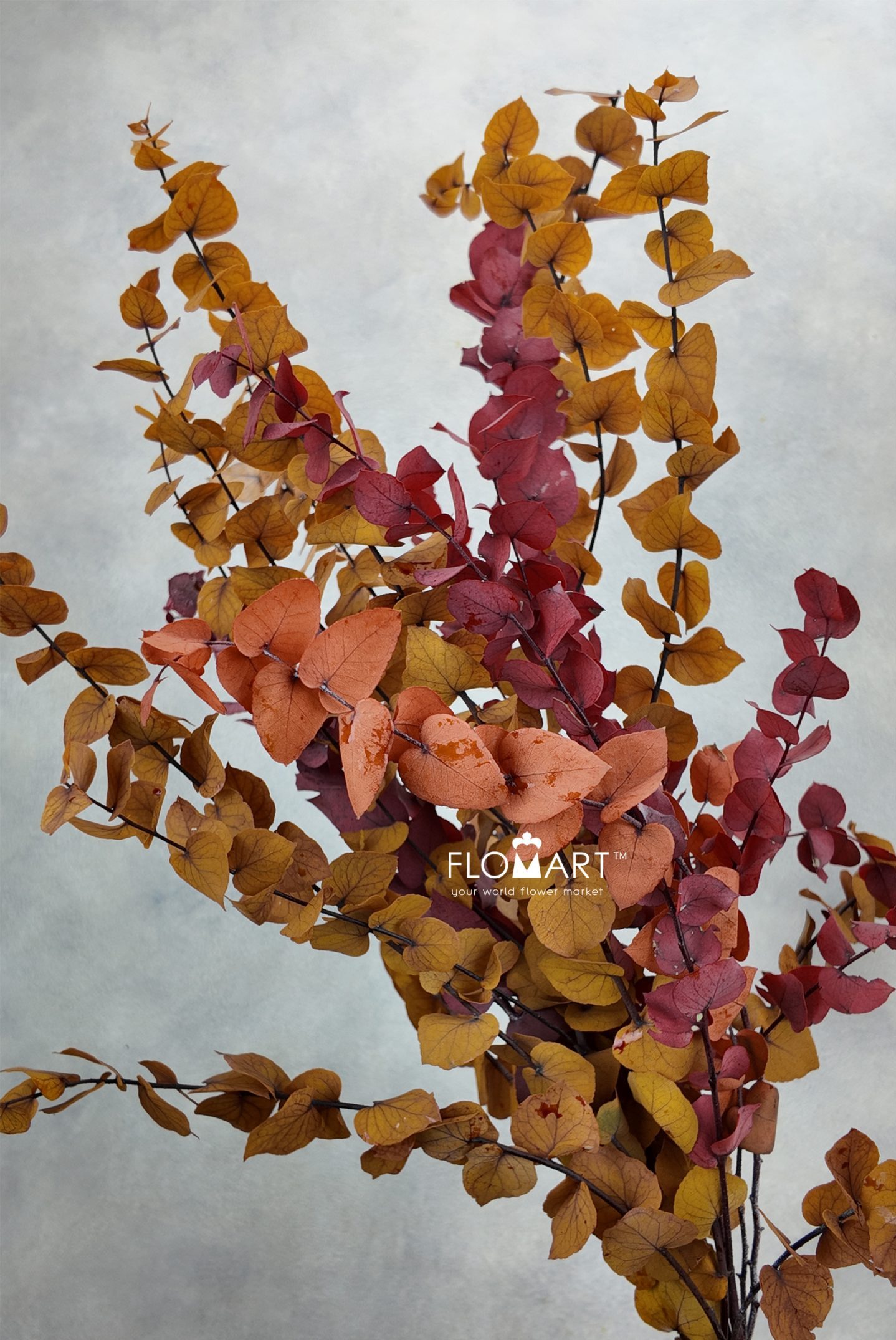 Eucalyptus Preserved Stuartiana Stabilizzato Autumn - Image 1