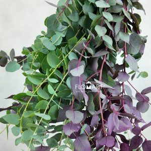 Eucalyptus Stuartiana Autumn