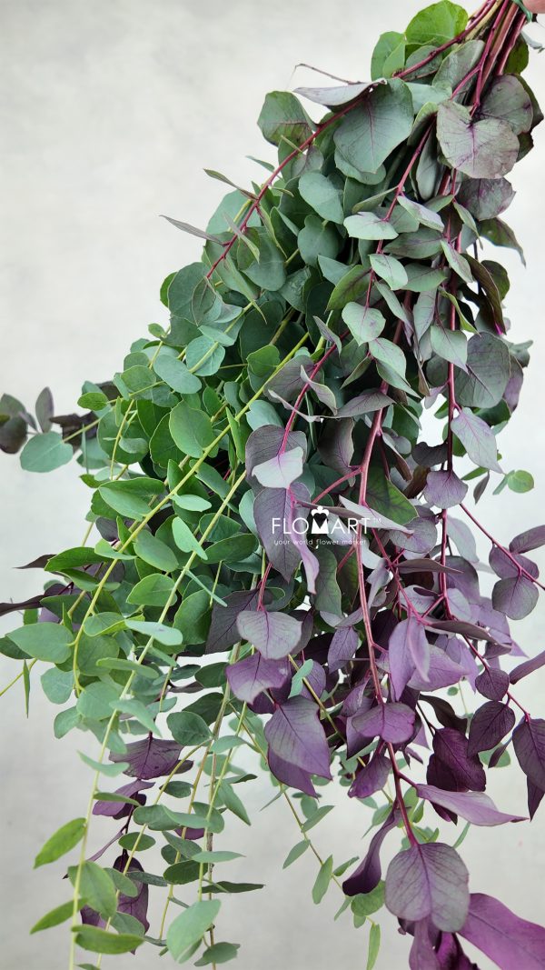 Eucalyptus Stuartiana Autumn