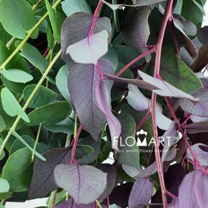 Eucalyptus Stuartiana Autumn - Image 2