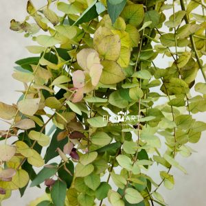 Eucalyptus Stuartiana Autunno