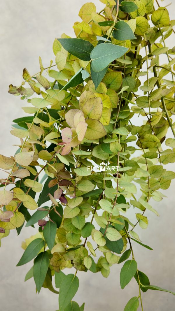 Eucalyptus Stuartiana Autunno