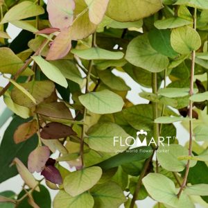 Eucalyptus Stuartiana Autunno - Image 2
