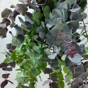 Eucalyptus Stuartiana Stabilizzato Red