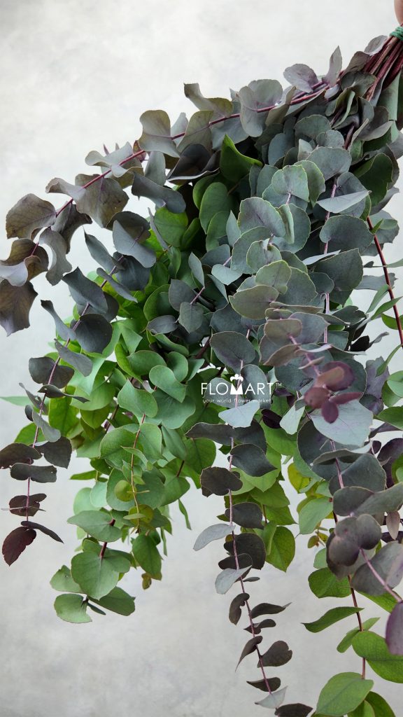Eucalyptus Stuartiana Stabilizzato Red