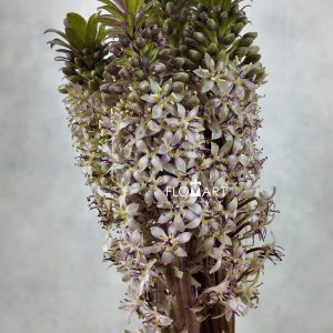 Eucomis Big Friendly Giant