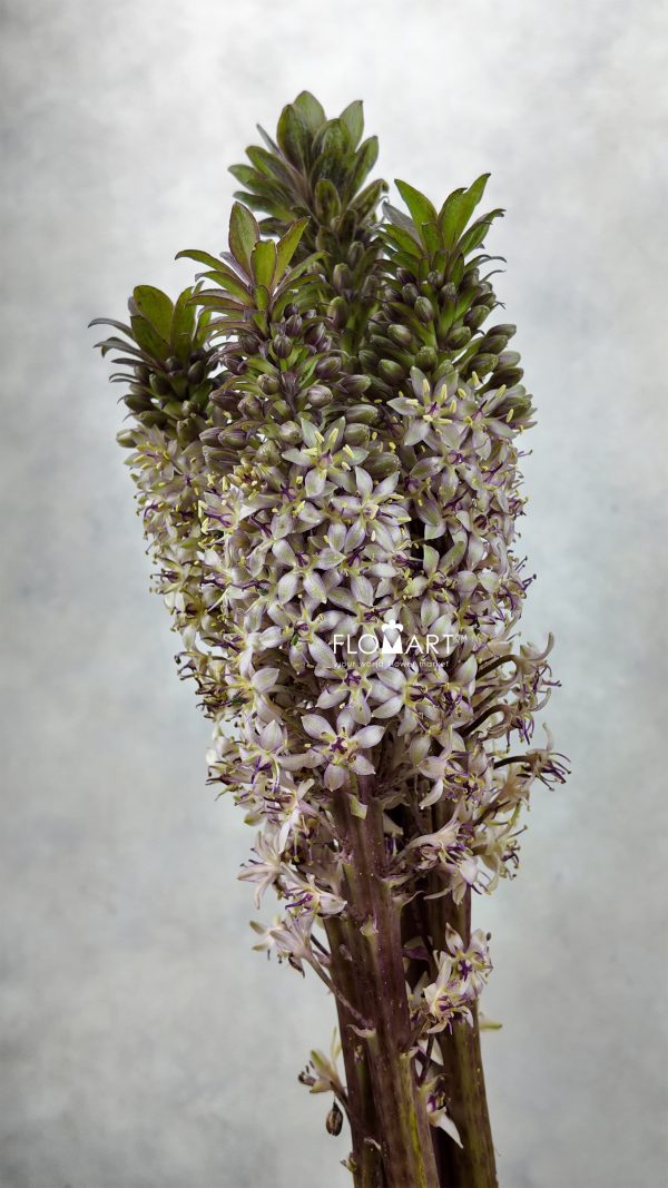 Eucomis Big Friendly Giant