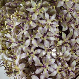 Eucomis Big Friendly Giant - Image 2