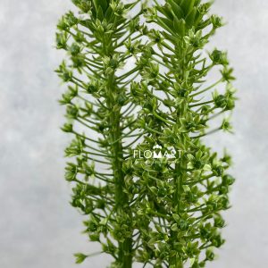 Eucomis Goliath