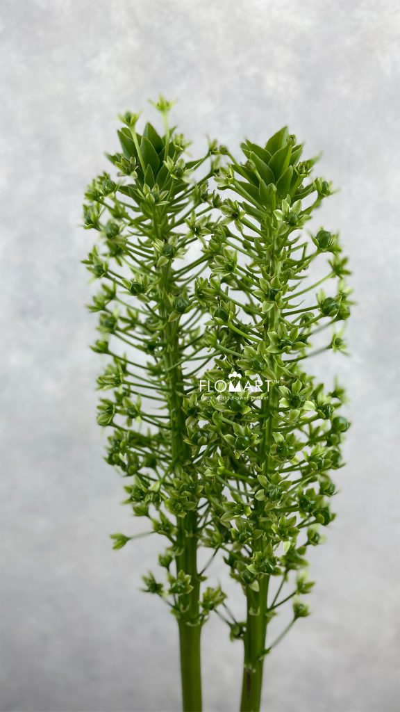Eucomis Goliath