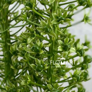 Eucomis Goliath - Image 2