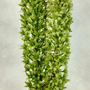 Eucomis Sparkling Burgundy