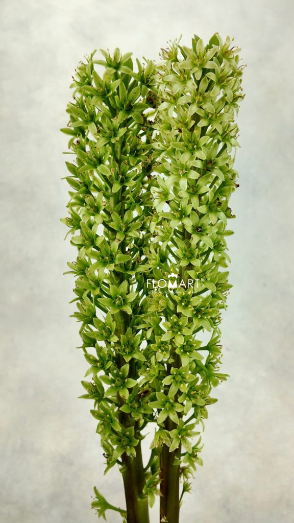 Eucomis Sparkling Burgundy