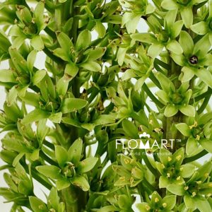 Eucomis Sparkling Burgundy - Image 2