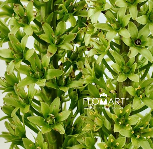 Eucomis Sparkling Burgundy
