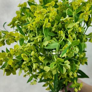 Euphorbia Formosana