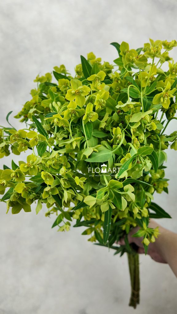 Euphorbia Formosana