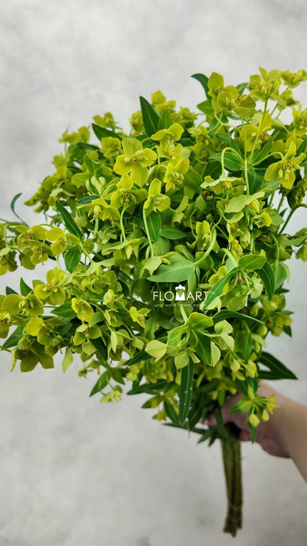 Euphorbia Formosana