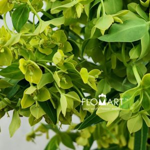 Euphorbia Formosana - Image 2