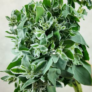 Euphorbia Marginata