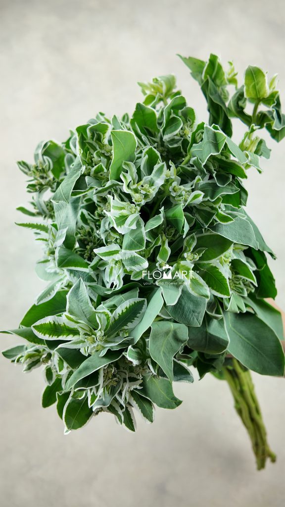 Euphorbia Marginata