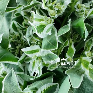 Euphorbia Marginata - Image 2