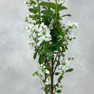 Exochorda Magical Springtime