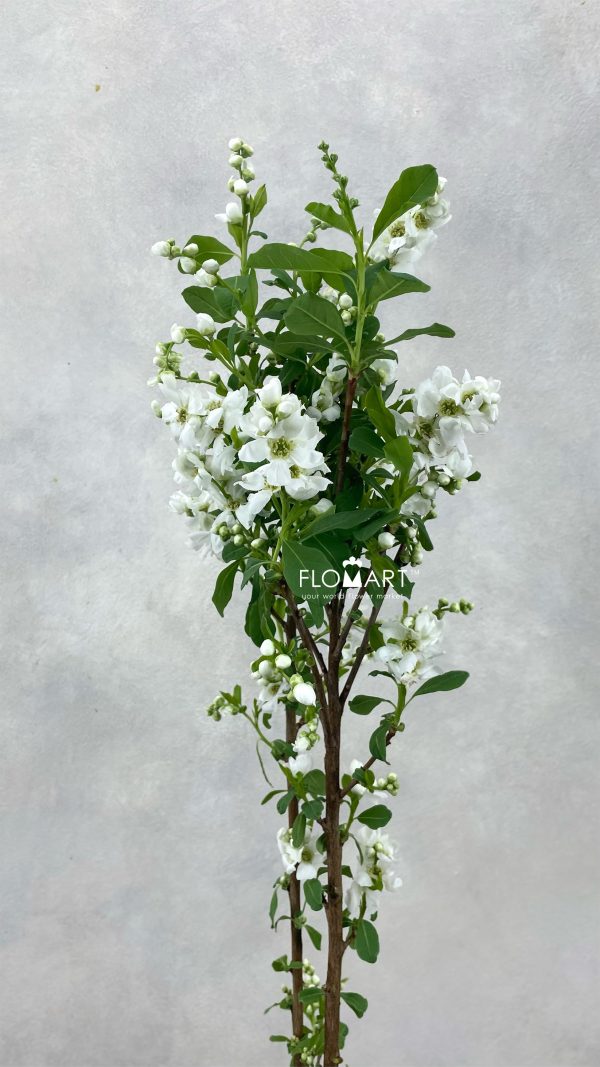 Exochorda Magical Springtime Exochorda Magical Springtime