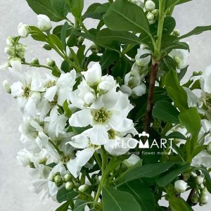 Exochorda Magical Springtime - Image 2