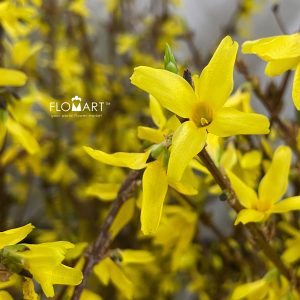 Forsythia Geel Yellow