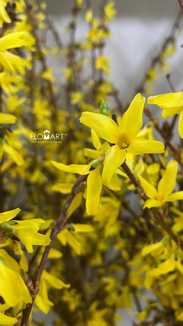 Forsythia Geel Yellow
