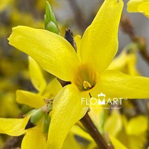 Forsythia Geel Yellow - Image 2